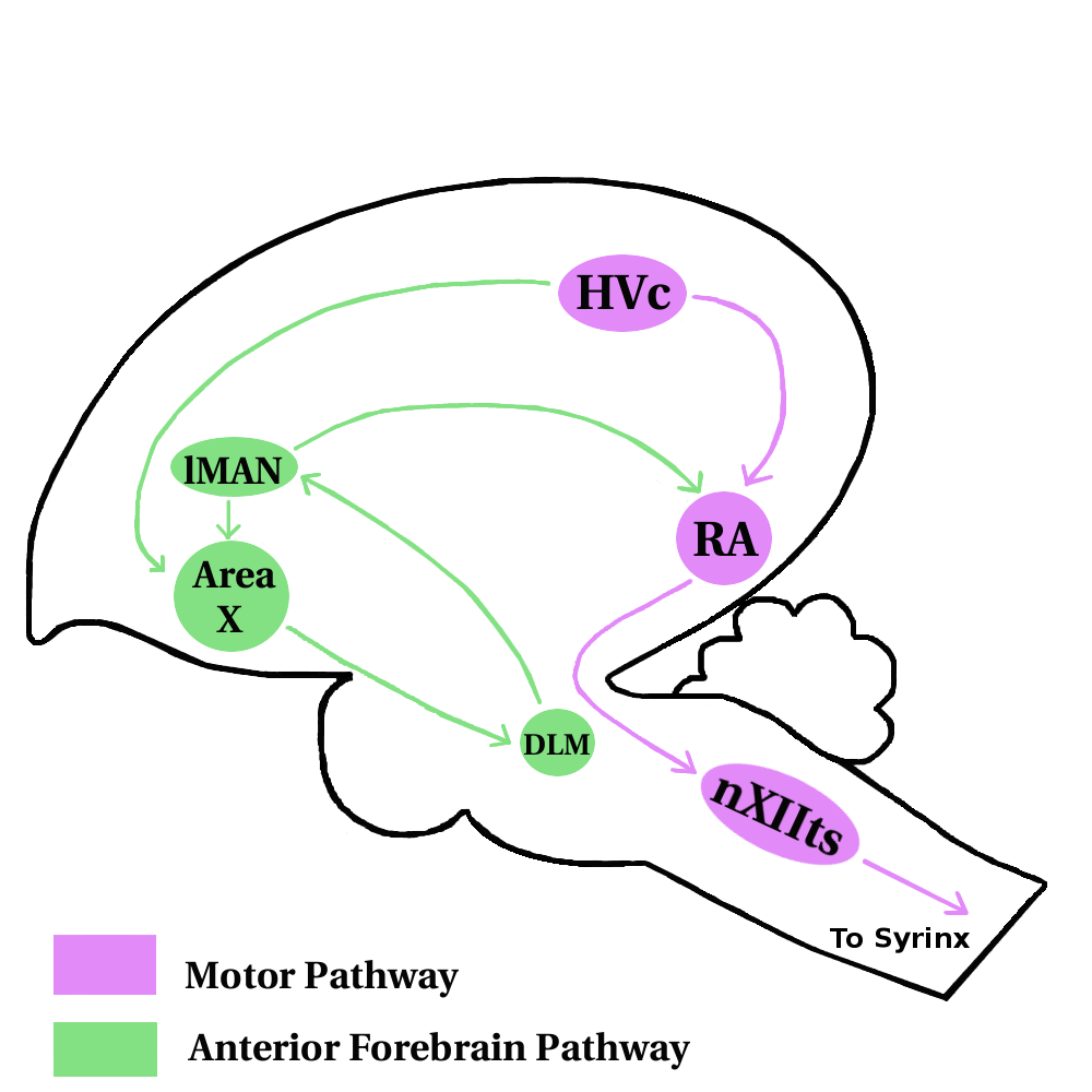 Anterior Forebrain Pathway