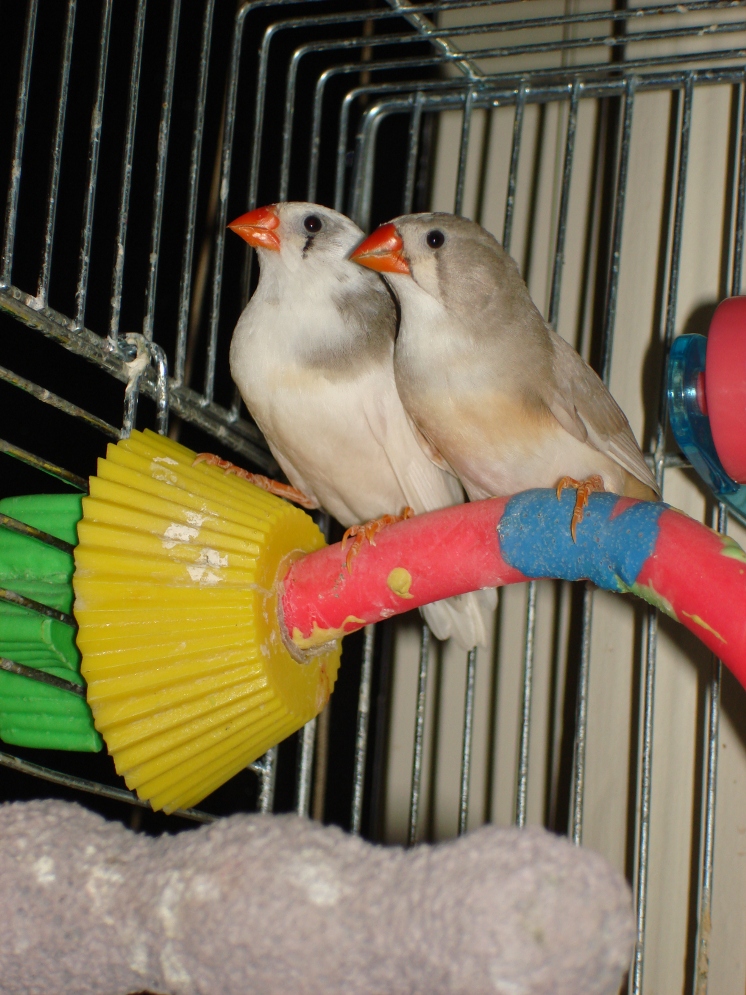 My birds Coffee and
					 Cream